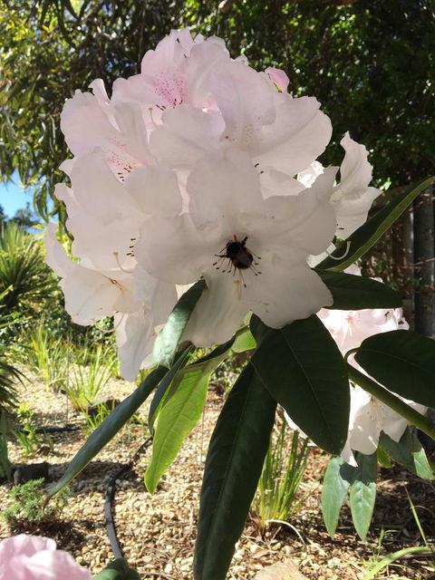 Garden By The Beach - Gateway To The East Coast, Close To Airport - Tourism Noosa 14