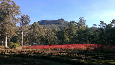 Mountain Blue Guest House - Tourism Noosa 23
