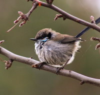 Free Spirit Pods - Tourism Noosa