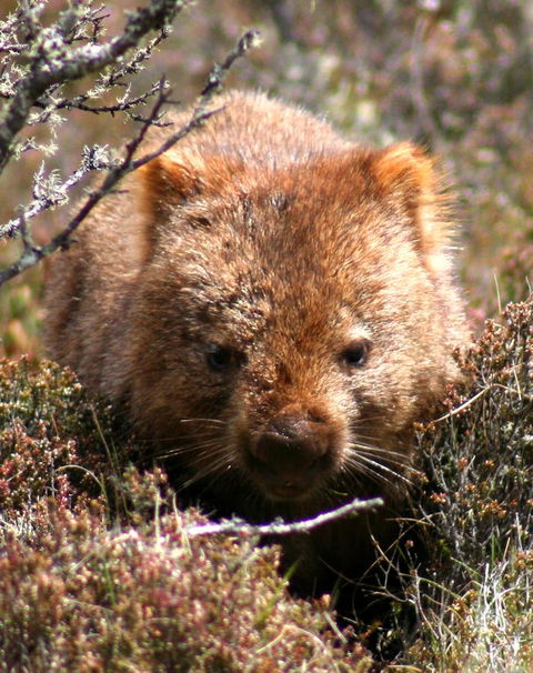 Cradle Mountain Love Shack - Tourism Noosa 24