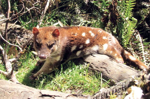 Cradle Mountain Love Shack - Tourism Noosa 15