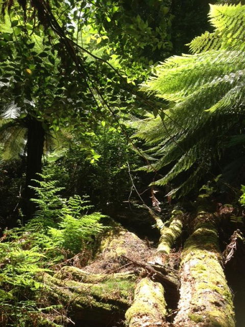 Sheer Pleasure Accommodation - Tourism Noosa 25