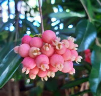 Paradise Travellers Rest - Tourism Noosa