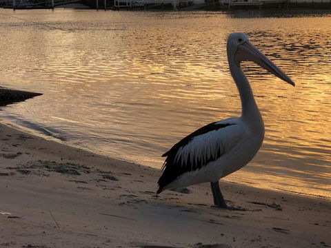 Pelican Cove Apartments - Tourism Noosa 1