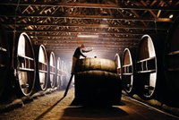Pieter van Gent Winery  Vineyard