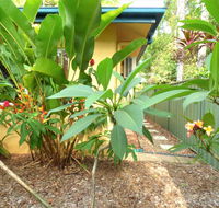 Rainforest Cottage Cairns - Tourism Noosa