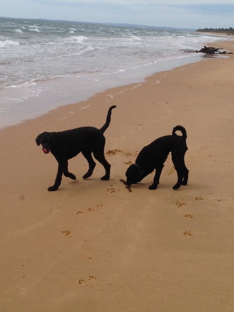River Cottage Eagle Point - Tourism Noosa 1