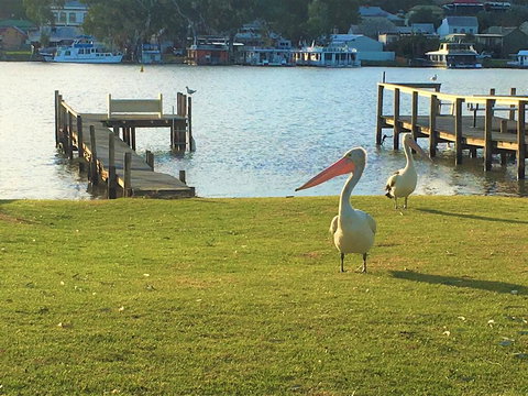 Riverfront Getaway - Mannum - Tourism Noosa 0