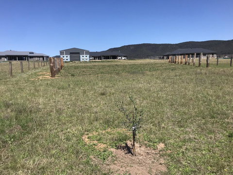 Rosehill Vines - Tourism Noosa 3