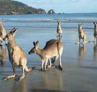 Seaforth Holiday Units - Tourism Noosa