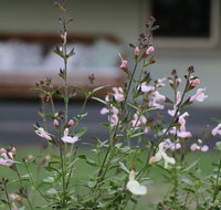 Serendipity on Allyn - Tourism Noosa