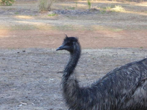 Splendid Wren Cottage - Tourism Noosa 2