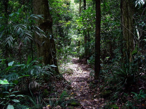 Springbrook Lyrebird Retreat - Tourism Noosa 0
