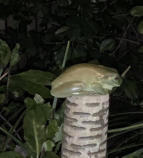 Studio With Stunning Mountain Views - Tourism Noosa 3