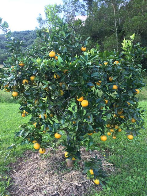 Terania Creek Farmstay - Tourism Noosa 2