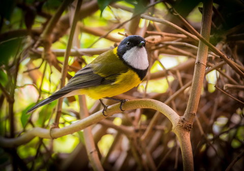 Parnella Kettering - Tourism Noosa 10