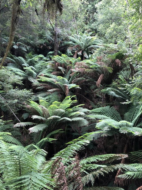 Corinna Wilderness Village - Tourism Noosa 12