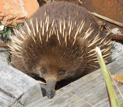 Southern Forest Accommodation - Tourism Noosa 25