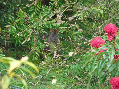 Southern Forest Accommodation - Tourism Noosa 12