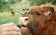 Eden Orchard & Farmstay - thumb 25