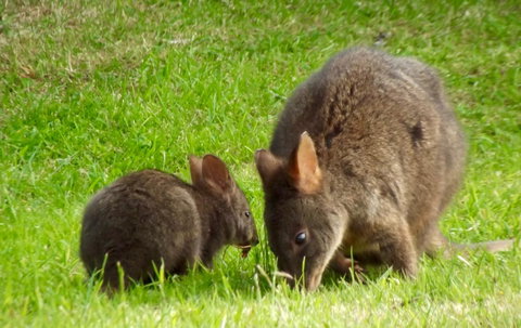 Eden Orchard & Farmstay - Tourism Noosa 31