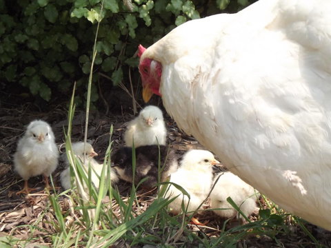 Eden Orchard & Farmstay - Tourism Noosa 27