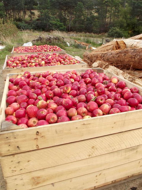Eden Orchard & Farmstay - Tourism Noosa 33