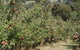 Eden Orchard & Farmstay - thumb 26