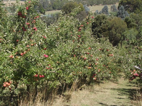 Eden Orchard & Farmstay - Tourism Noosa 26