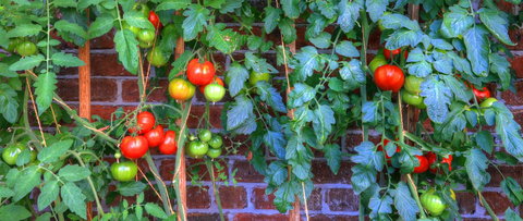 Old WesleyDale Heritage Accommodation - Tourism Noosa 8