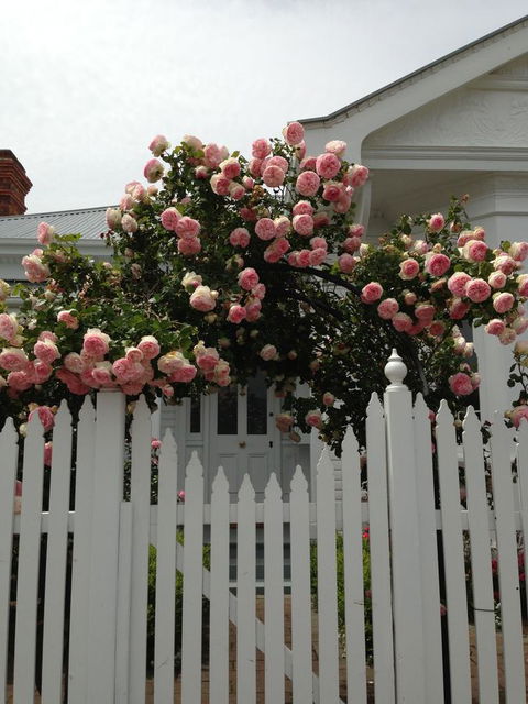 White Dove Cottage Bed And Breakfast - Tourism Noosa 10