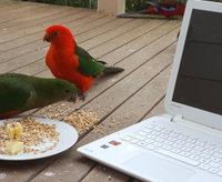 Book Foster Accommodation Vacations Tourism Noosa Tourism Noosa