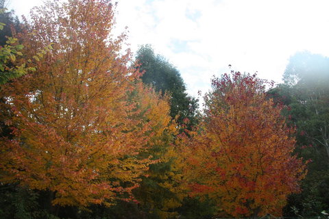Shady Brook Cottages - Tourism Noosa 13
