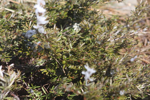 Shady Brook Cottages - Tourism Noosa 3