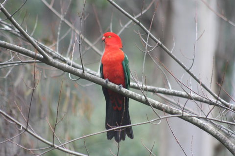 Shady Brook Cottages - Tourism Noosa 33