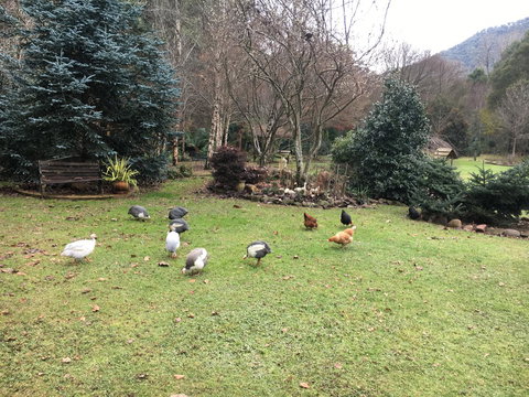 Shady Brook Cottages - Tourism Noosa 17