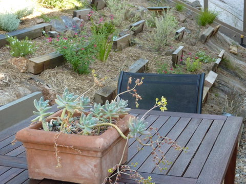 Saje\'s House & Pod - Tourism Noosa 12