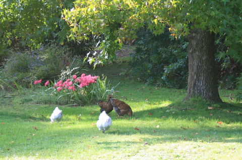 Strathmore Farm B&B - Tourism Noosa 23