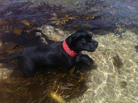 Stunning Waterfront Only 10 Minutes To Phillip Island - FREE EV UNIT 7kW For Electric Cars - Pet Friendly, Fireplace FREE WIFI Wine & Chocolates - Tourism Noosa 29