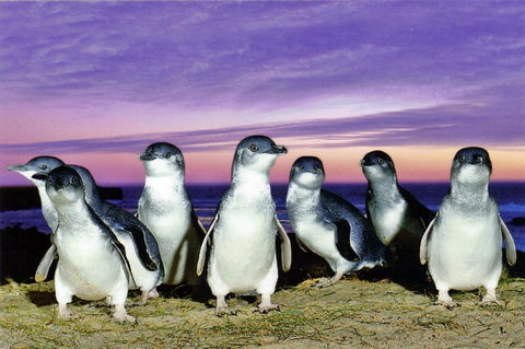 Stunning Waterfront Only 10 Minutes To Phillip Island - FREE EV UNIT 7kW For Electric Cars - Pet Friendly, Fireplace FREE WIFI Wine & Chocolates - Tourism Noosa 9