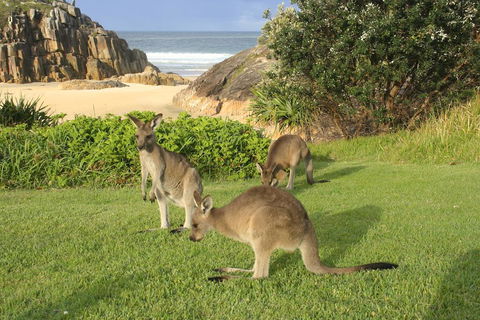 The Carrai - Tourism Noosa 2