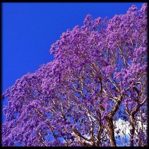 The Church - Tourism Noosa 3