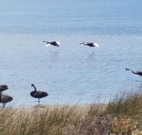 The DOLPHIN PLACE - Tourism Noosa