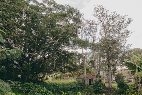 The Eumundi Dairy - Tourism Noosa 1