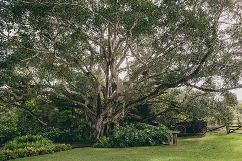The Eumundi Dairy - Tourism Noosa 2