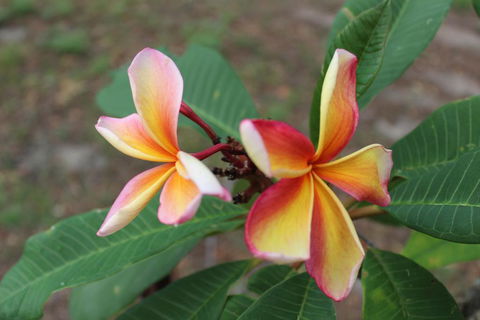The Ole Gumtree - Kookaburras Nest - Tourism Noosa 2