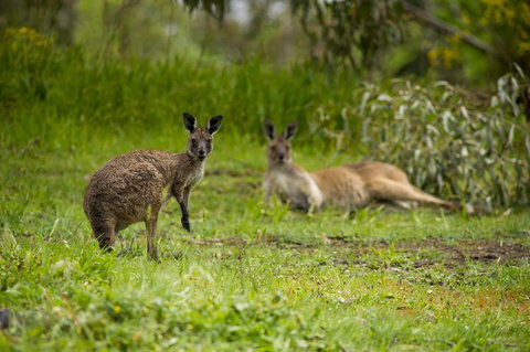 The Stirling Golf Club - Tourism Noosa 2