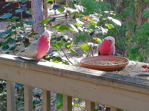 The Treehouse In Dawesville - Tourism Noosa 0