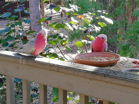 The Treehouse In Dawesville - Tourism Noosa 1