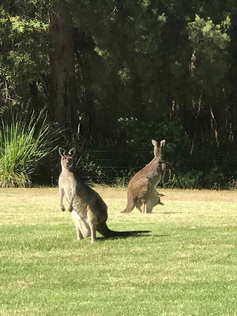 Tinglewood Cabins - Tourism Noosa 2